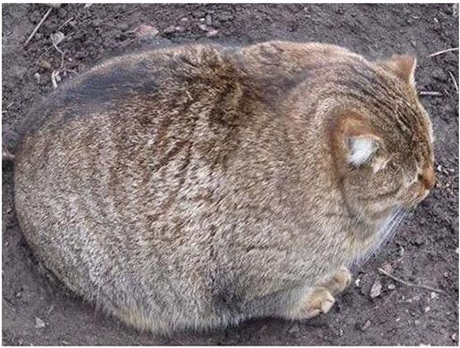 面白画像 太り過ぎて他の動物になりかけている猫 おもしろ画像 Net